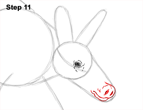Draw an Aardvark Walking 11 How to Draw an Aardvark Anteater Walking 11