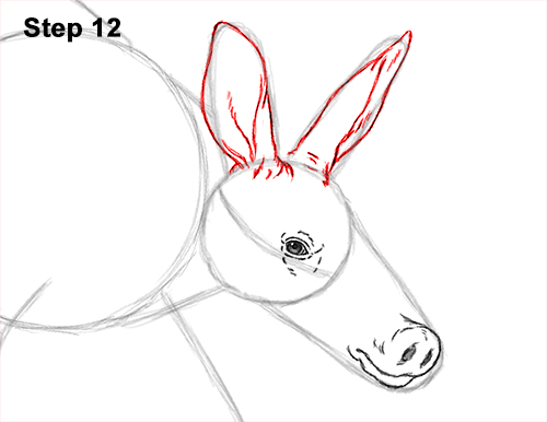Draw an Aardvark Walking 12 How to Draw an Aardvark Anteater Walking 12