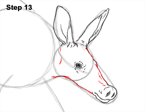 Draw an Aardvark Walking 13 How to Draw an Aardvark Anteater Walking 13