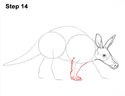 Draw an Aardvark Walking 14 How to Draw an Aardvark Anteater Walking 14