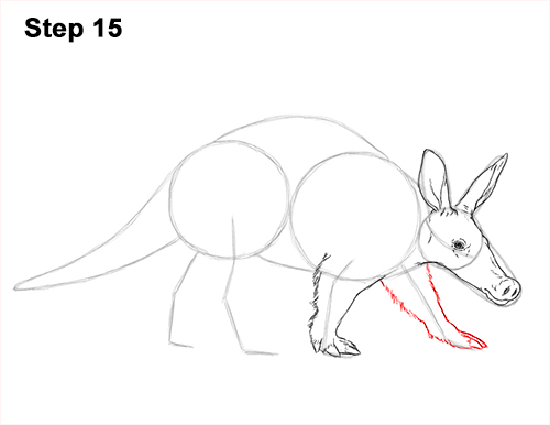 How to Draw an Aardvark Anteater Walking 15
