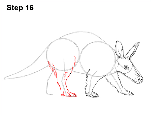 How to Draw an Aardvark Anteater Walking 16