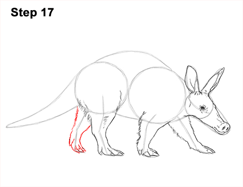 How to Draw an Aardvark Anteater Walking 17