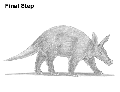 How to Draw an Aardvark Anteater Walking
