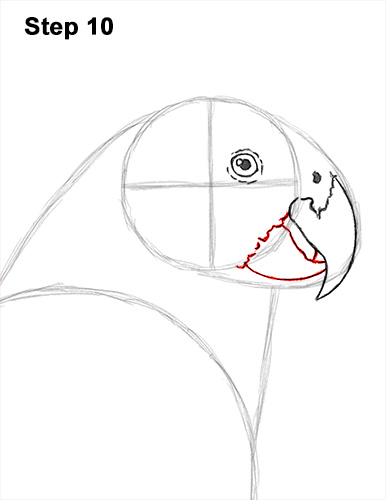 Draw African Grey Parrot 10 How to Draw African Congo Grey Parrot Bird 10