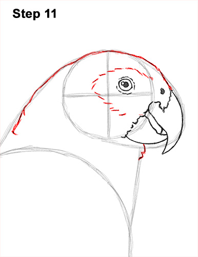 Draw African Grey Parrot 11 How to Draw African Congo Grey Parrot Bird 11