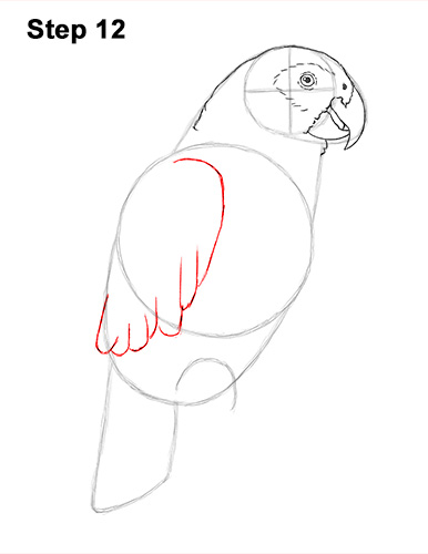 Draw African Grey Parrot 12 How to Draw African Congo Grey Parrot Bird 12