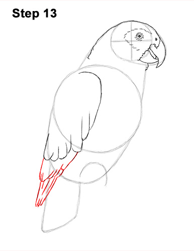 Draw African Grey Parrot 13 How to Draw African Congo Grey Parrot Bird 13