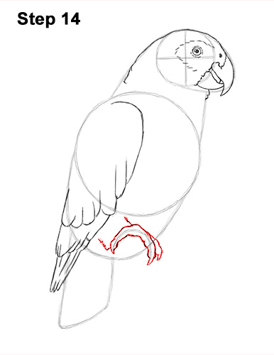 Draw African Grey Parrot 14 How to Draw African Congo Grey Parrot Bird 14