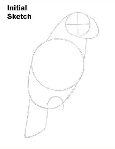 How to Draw African Congo Grey Parrot Bird Guide Lines