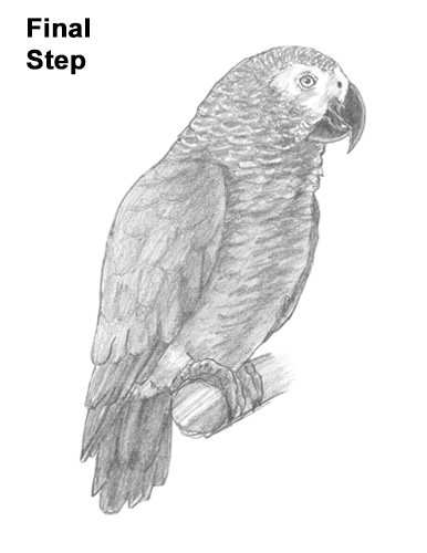 How to Draw African Congo Grey Parrot Bird