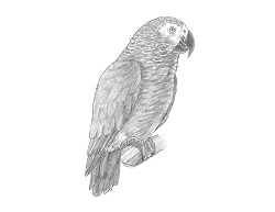 How to Draw an African Grey Parrot Bird