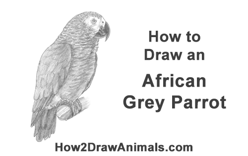 Draw African Grey Parrot How to Draw African Congo Grey Parrot Bird