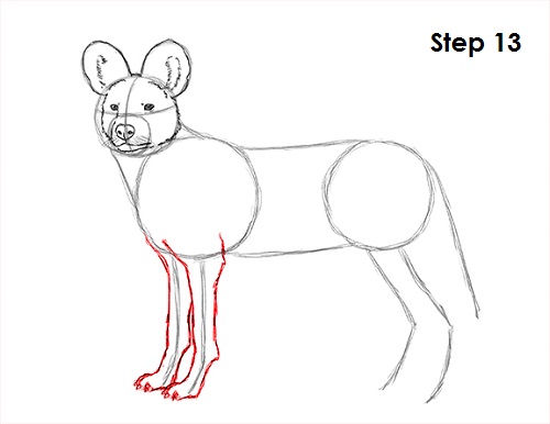 African Wild Dog Drawing 13 Draw African Wild Dog 13