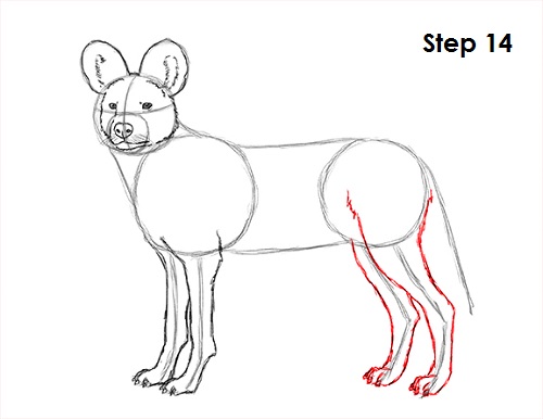 African Wild Dog Drawing 14 Draw African Wild Dog 14