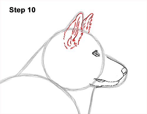 Draw an Alaskan Malamute Dog 10 How to Draw an Alaskan Malamute Puppy Dog Side View 10