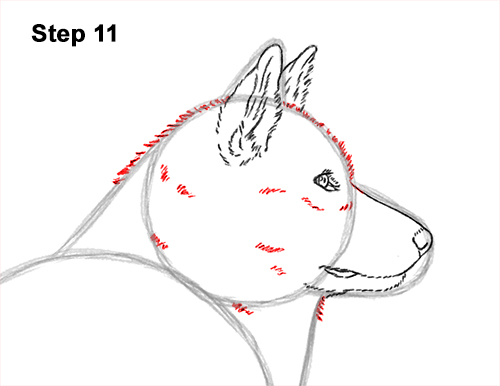 Draw an Alaskan Malamute Dog 11 How to Draw an Alaskan Malamute Puppy Dog Side View 11