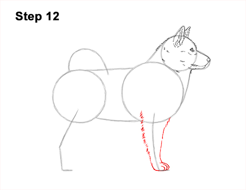 Draw an Alaskan Malamute Dog 12 How to Draw an Alaskan Malamute Puppy Dog Side View 12