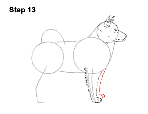 Draw an Alaskan Malamute Dog 13 How to Draw an Alaskan Malamute Puppy Dog Side View 13