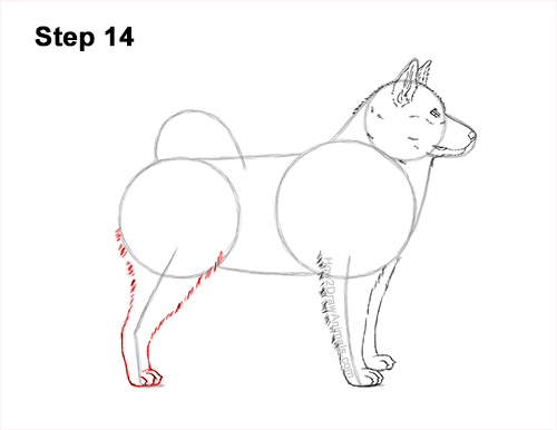 Draw an Alaskan Malamute Dog 14 How to Draw an Alaskan Malamute Puppy Dog Side View 14