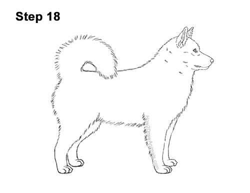 How to Draw an Alaskan Malamute Puppy Dog Side View 18