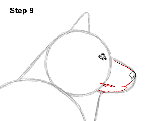 Draw an Alaskan Malamute Dog 9 How to Draw an Alaskan Malamute Puppy Dog Side View 9