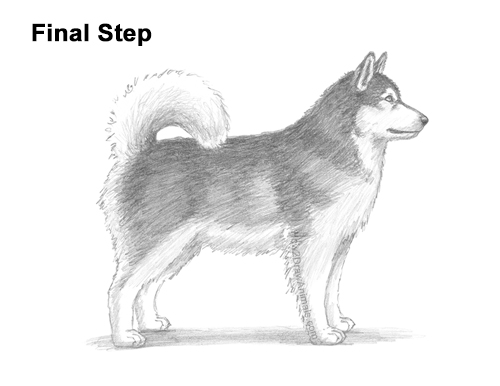 How to Draw an Alaskan Malamute Puppy Dog Side View