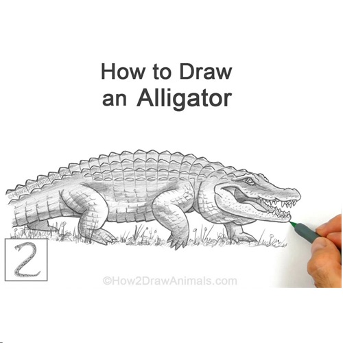 Final Alligator Drawing Final Alligator Drawing