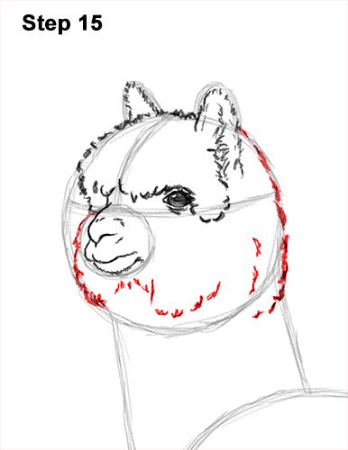 How to Draw an Alpaca Llama 15