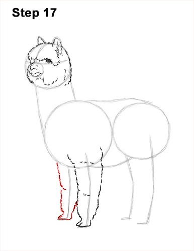How to Draw an Alpaca Llama 17