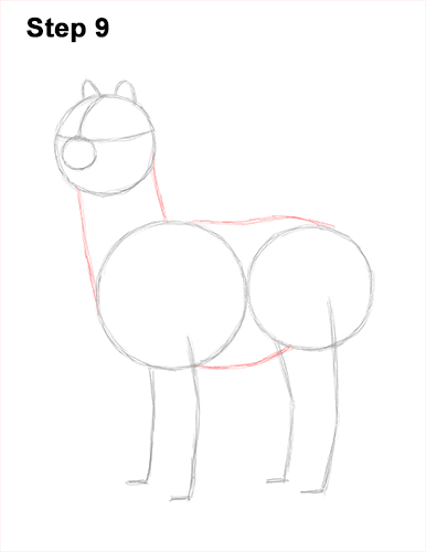 Draw an Alpaca Llama 9 How to Draw an Alpaca Llama 9