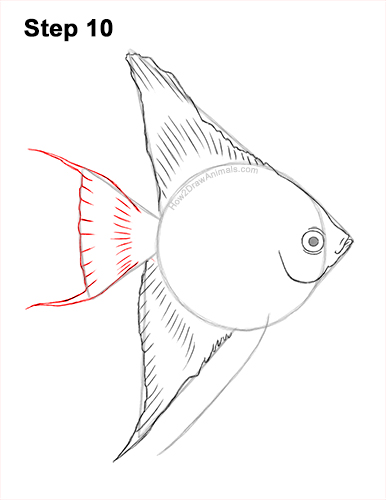 Draw an Altum Angelfish Fish 10 How to Draw an Altum Angelfish Blue Zebra Fish 10
