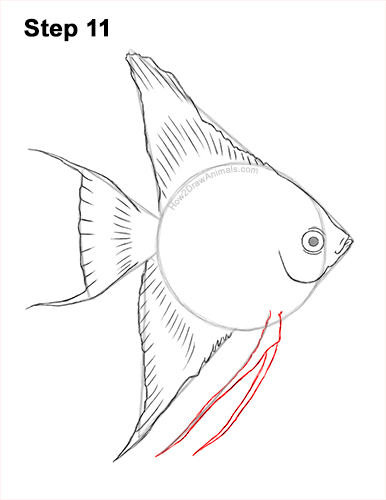 Draw an Altum Angelfish Fish 11 How to Draw an Altum Angelfish Blue Zebra Fish 11