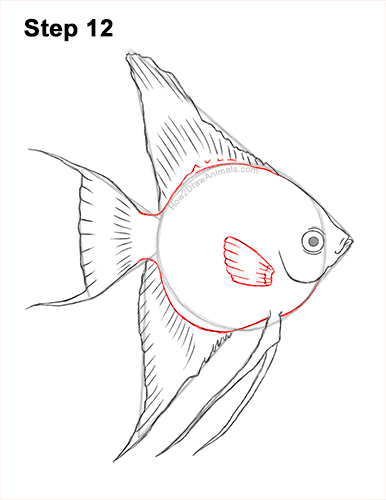 Draw an Altum Angelfish Fish 12 How to Draw an Altum Angelfish Blue Zebra Fish 12