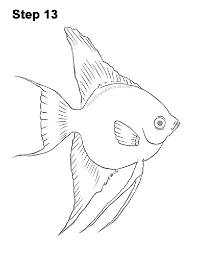 Draw an Altum Angelfish Fish 13 How to Draw an Altum Angelfish Blue Zebra Fish 13