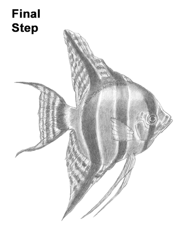 Draw an Altum Angelfish Fish How to Draw an Altum Angelfish Blue Zebra Fish