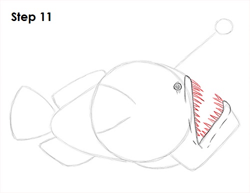 Anglerfish Drawing 11 Draw Anglerfish 11