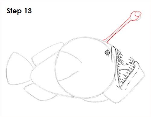 Anglerfish Drawing 13 Draw Anglerfish 13