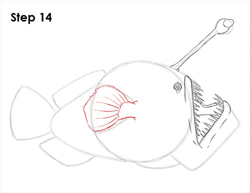 Anglerfish Drawing 14 Draw Anglerfish 14