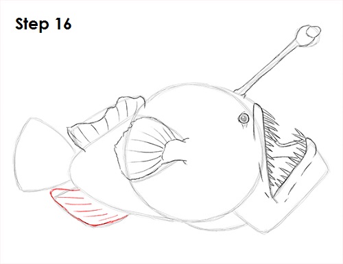 Draw Anglerfish 16