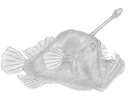 How to Draw an Anglerfish