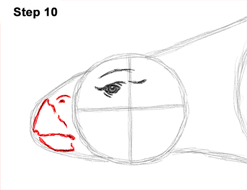 Draw Ankylosaurus Dinosaur 10
