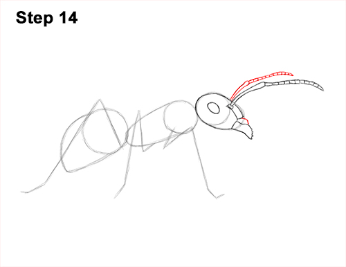 How to Draw Carpenter Pavement House Ant Insect Bug 14