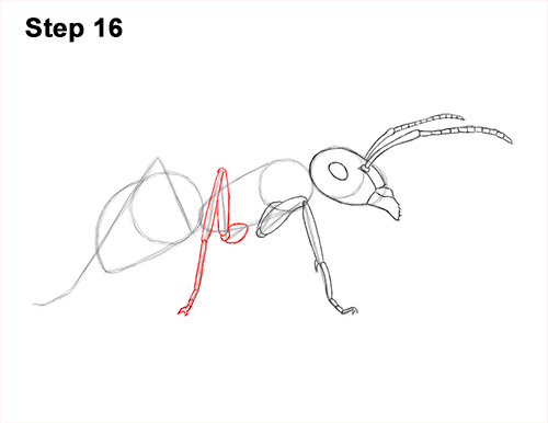 How to Draw Carpenter Pavement House Ant Insect Bug 16