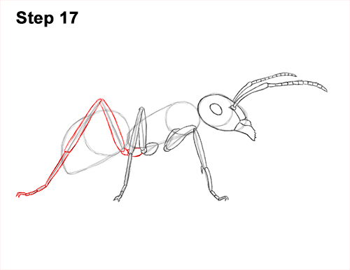 How to Draw Carpenter Pavement House Ant Insect Bug 17