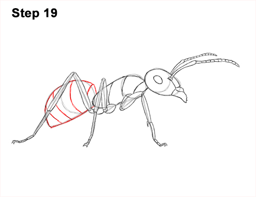 How to Draw Carpenter Pavement House Ant Insect Bug 19