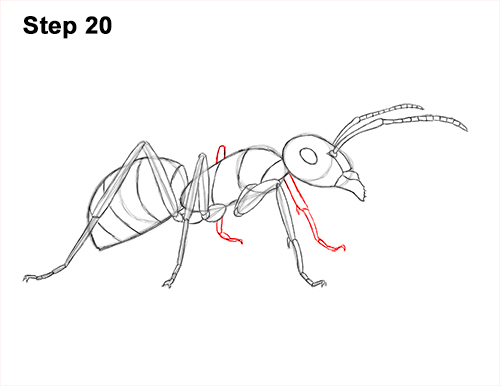 How to Draw Carpenter Pavement House Ant Insect Bug 20