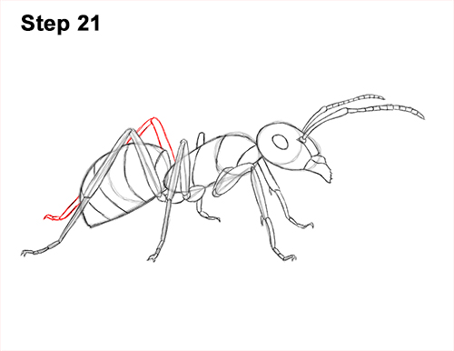 How to Draw Carpenter Pavement House Ant Insect Bug 21