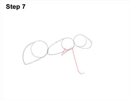 Draw Carpenter Ant 7 How to Draw Carpenter Pavement House Ant Insect Bug 7