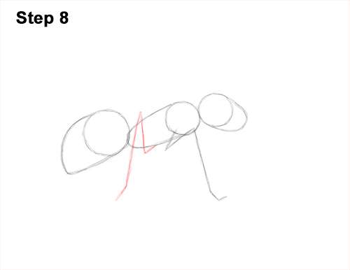 Draw Carpenter Ant 8 How to Draw Carpenter Pavement House Ant Insect Bug 8
